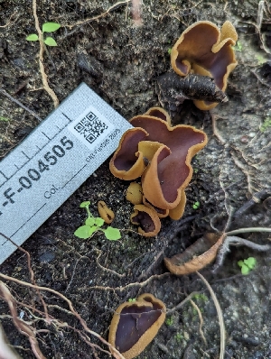  ( - HAY-F-004505)  @11 [ ] by-nc (2023) Stu Pickell Fungal Diversity Survey