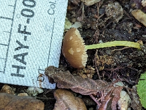  ( - HAY-F-004508)  @11 [ ] by-nc (2023) Stu Pickell Fungal Diversity Survey