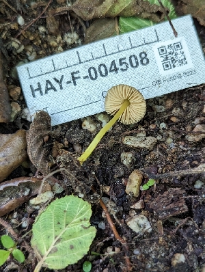  ( - HAY-F-004508)  @11 [ ] by-nc (2023) Stu Pickell Fungal Diversity Survey