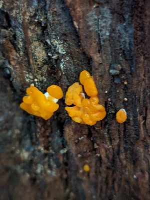  ( - HAY-F-004509)  @11 [ ] by-nc (2023) Stu Pickell Fungal Diversity Survey