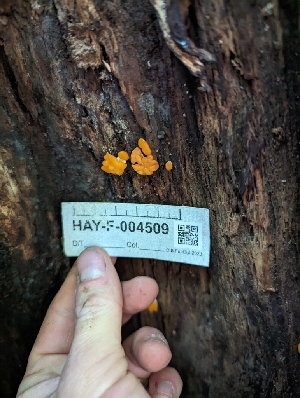  ( - HAY-F-004509)  @11 [ ] by-nc (2023) Stu Pickell Fungal Diversity Survey