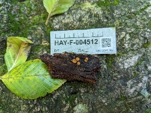  ( - HAY-F-004512)  @11 [ ] by-nc (2023) Stu Pickell Fungal Diversity Survey