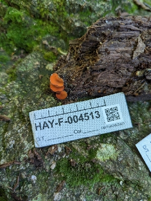  ( - HAY-F-004513)  @11 [ ] by-nc (2023) Stu Pickell Fungal Diversity Survey