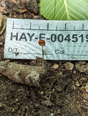  ( - HAY-F-004519)  @11 [ ] by-nc (2023) Stu Pickell Fungal Diversity Survey