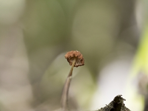  ( - HAY-F-004519)  @11 [ ] by-nc (2023) Stu Pickell Fungal Diversity Survey