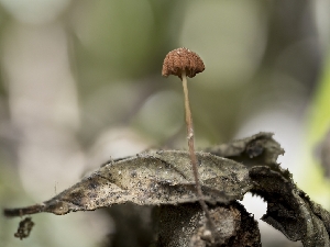  ( - HAY-F-004519)  @11 [ ] by-nc (2023) Stu Pickell Fungal Diversity Survey