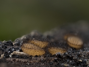 ( - HAY-F-004512)  @11 [ ] by-nc (2023) Stu Pickell Fungal Diversity Survey