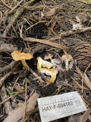  ( - HAY-F-004182)  @11 [ ] by-nc (2023) Jaren Hockert Fungal Diversity Survey