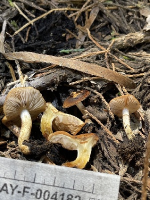  ( - HAY-F-004182)  @11 [ ] by-nc (2023) Jaren Hockert Fungal Diversity Survey
