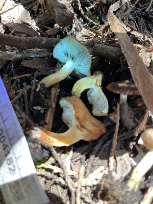  ( - HAY-F-004182)  @11 [ ] by-nc (2023) Jaren Hockert Fungal Diversity Survey