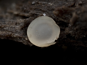  (Orbilia cunninghamii - HAY-F-004510)  @11 [ ] by-nc (2023) Stu Pickell Fungal Diversity Survey