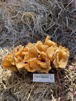  (Peziza - HAY-F-004353)  @11 [ ] by-nc (2023) Jaren Hockert Fungal Diversity Survey