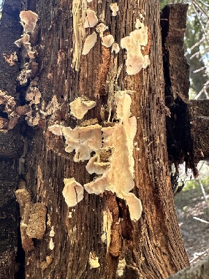  ( - HAY-F-001704)  @11 [ ] by-nc (2023) Bat Vardeh Fungal Diversity Survey
