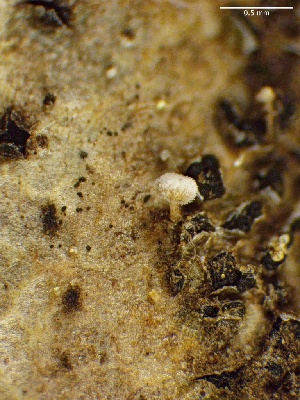  ( - HAY-F-005176)  @11 [ ] c (2023) Rudy Diaz Fungal Diversity Survey