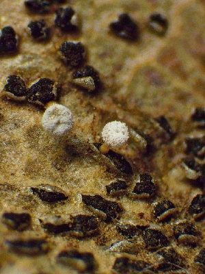  ( - HAY-F-005176)  @11 [ ] c (2023) Rudy Diaz Fungal Diversity Survey