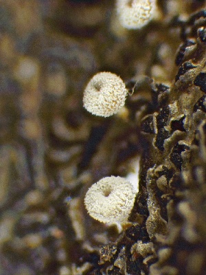  ( - HAY-F-005176)  @11 [ ] c (2023) Rudy Diaz Fungal Diversity Survey