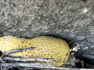  ( - HAY-F-001767)  @11 [ ] by-nc (2023) Bat Vardeh Fungal Diversity Survey