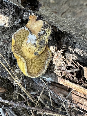  ( - HAY-F-001767)  @11 [ ] by-nc (2023) Bat Vardeh Fungal Diversity Survey