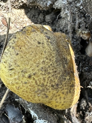  ( - HAY-F-001767)  @11 [ ] by-nc (2023) Bat Vardeh Fungal Diversity Survey