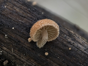  ( - HAY-F-004503)  @11 [ ] by-nc (2023) Stu Pickell Fungal Diversity Survey