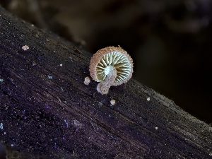  ( - HAY-F-004503)  @11 [ ] by-nc (2023) Stu Pickell Fungal Diversity Survey