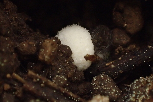  ( - HAY-F-005371)  @11 [ ] by-nc (2023) Damon Tighe Fungal Diversity Survey