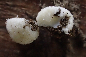  ( - HAY-F-005371)  @11 [ ] by-nc (2023) Damon Tighe Fungal Diversity Survey