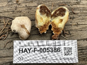  (Pholiota nubigena - HAY-F-005386)  @11 [ ] by-nc (2023) Damon Tighe Fungal Diversity Survey