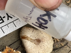  ( - HAY-F-005386)  @11 [ ] by-nc (2023) Damon Tighe Fungal Diversity Survey