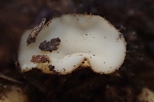  ( - HAY-F-005391)  @11 [ ] by-nc (2023) Damon Tighe Fungal Diversity Survey