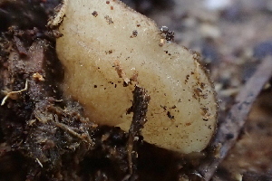  ( - HAY-F-005391)  @11 [ ] by-nc (2023) Damon Tighe Fungal Diversity Survey