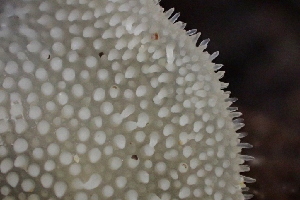  ( - HAY-F-005392)  @11 [ ] by-nc (2023) Damon Tighe Fungal Diversity Survey
