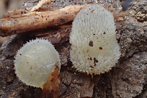  ( - HAY-F-005392)  @11 [ ] by-nc (2023) Damon Tighe Fungal Diversity Survey