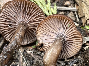  ( - HAY-F-005375)  @11 [ ] by-nc (2023) Damon Tighe Fungal Diversity Survey