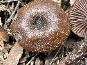  ( - HAY-F-005375)  @11 [ ] by-nc (2023) Damon Tighe Fungal Diversity Survey
