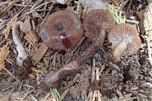  ( - HAY-F-005375)  @11 [ ] by-nc (2023) Damon Tighe Fungal Diversity Survey
