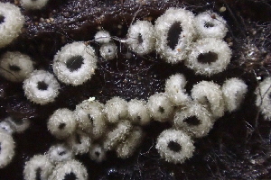  ( - HAY-F-005384)  @11 [ ] by-nc (2023) Damon Tighe Fungal Diversity Survey