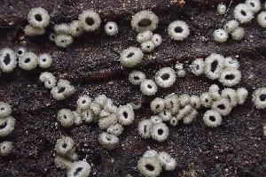  ( - HAY-F-005384)  @11 [ ] by-nc (2023) Damon Tighe Fungal Diversity Survey
