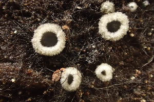  (Phialocephala sp. CA01 - HAY-F-005384)  @11 [ ] by-nc (2023) Damon Tighe Fungal Diversity Survey