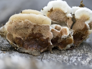  ( - HAY-F-004504)  @11 [ ] by-nc (2023) Stu Pickell Fungal Diversity Survey