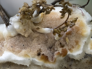  ( - HAY-F-004504)  @11 [ ] by-nc (2023) Stu Pickell Fungal Diversity Survey