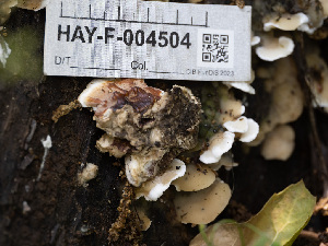  (Gloeoporus sp. dichrous-CA01 - HAY-F-004504)  @11 [ ] by-nc (2023) Stu Pickell Fungal Diversity Survey
