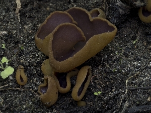  (Paragalactinia michelii - HAY-F-004505)  @11 [ ] by-nc (2023) Stu Pickell Fungal Diversity Survey