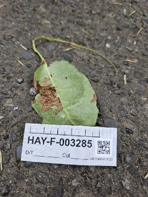  ( - HAY-F-003285)  @11 [ ] by (2023) Mandy Hackney Fungal Diversity Survey