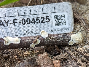  ( - HAY-F-004525)  @11 [ ] by-nc (2023) Stu Pickell Fungal Diversity Survey