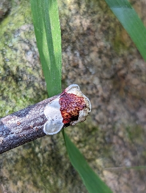  ( - HAY-F-004525)  @11 [ ] by-nc (2023) Stu Pickell Fungal Diversity Survey