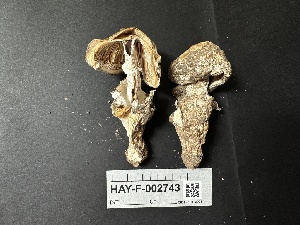  ( - LA-F-000085)  @11 [ ] c (2023) Rudy Diaz Fungal Diversity Survey