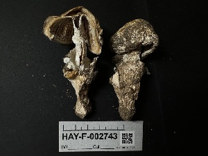  ( - LA-F-000085)  @11 [ ] c (2023) Rudy Diaz Fungal Diversity Survey