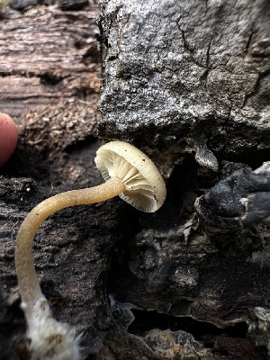  ( - HAY-F-005206)  @11 [ ] c (2023) Rudy Diaz Fungal Diversity Survey