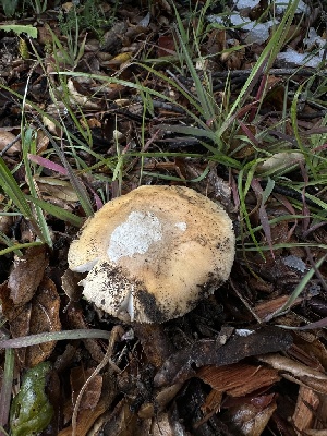  ( - HAY-F-005192)  @11 [ ] c (2023) Rudy Diaz Fungal Diversity Survey